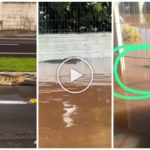Inundación en Porto Alegre, caimán deambula por las calles sumergido en el agua