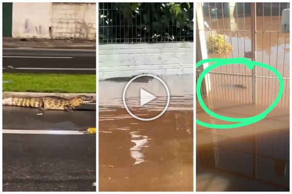 Überschwemmung in Porto Alegre, Alligator streift unter Wasser durch die Straßen