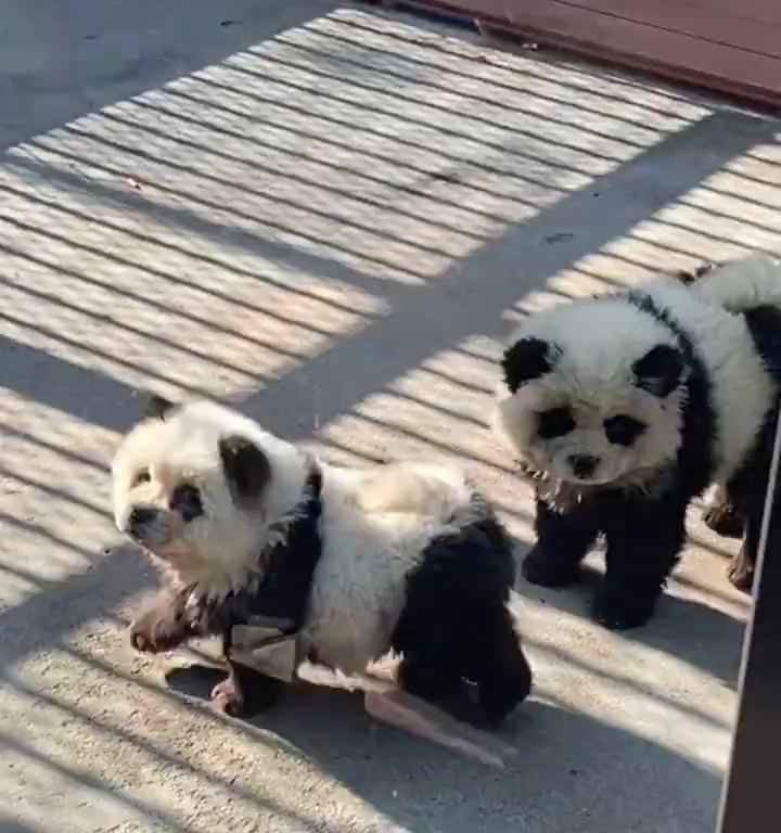 Cani travestiti da panda in uno zoo: turisti indignati