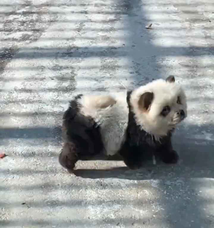 Cani travestiti da panda in uno zoo: turisti indignati