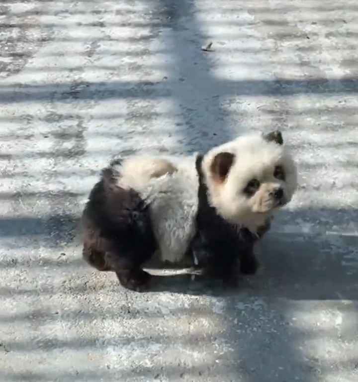 Chiens déguisés en pandas dans un zoo : les touristes indignés