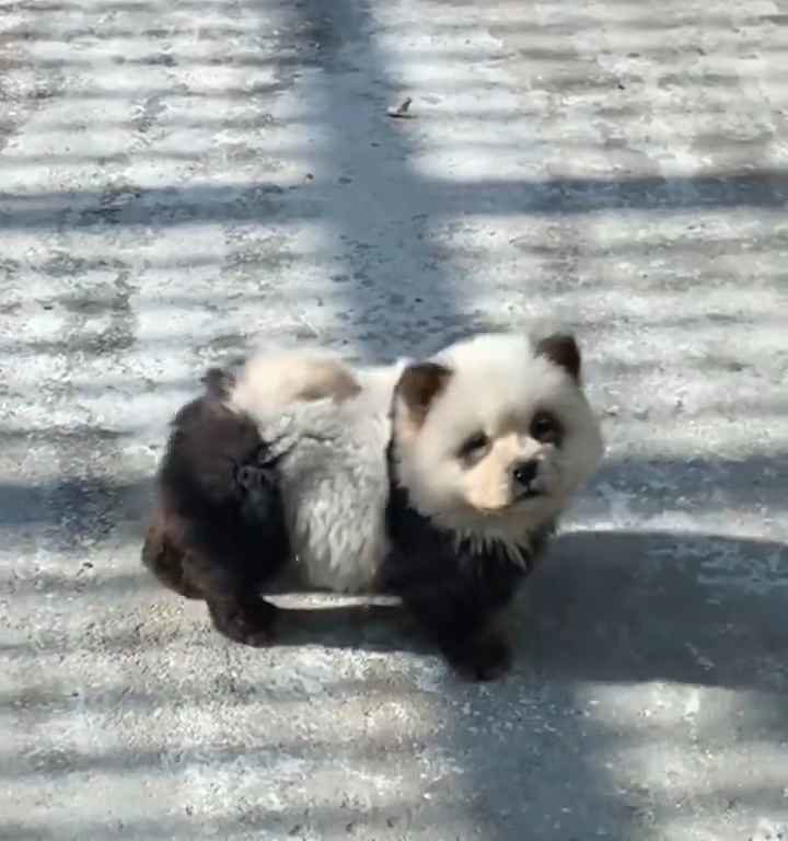 Als Pandas verkleidete Hunde in einem Zoo: Touristen empört