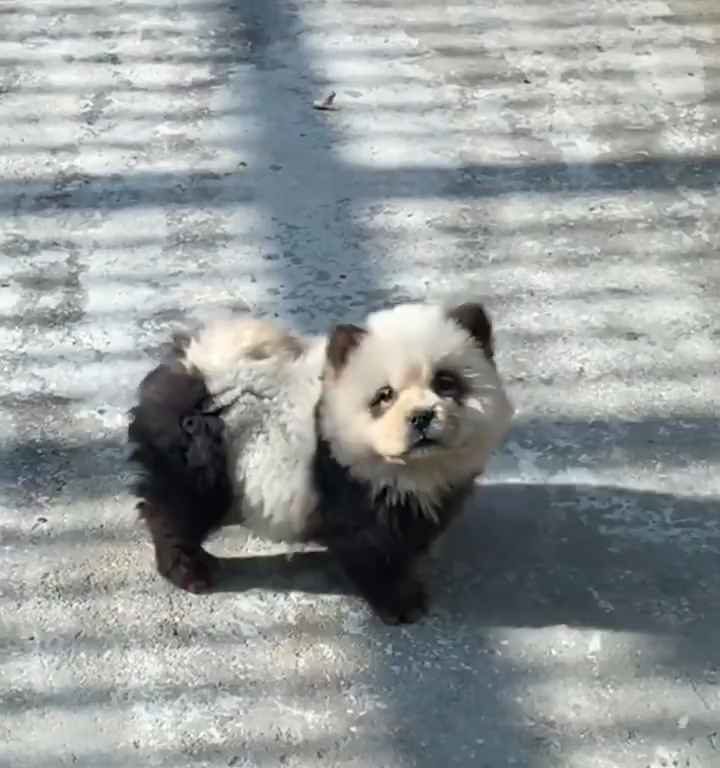 Chiens déguisés en pandas dans un zoo : les touristes indignés