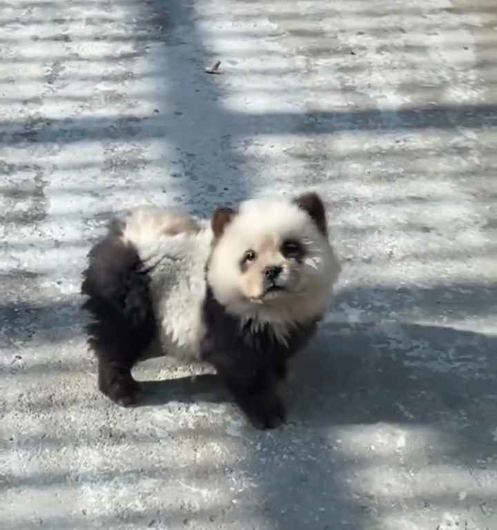 Als Pandas verkleidete Hunde in einem Zoo: Touristen empört