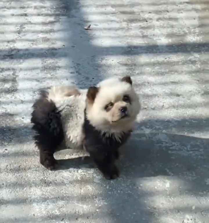 Chiens déguisés en pandas dans un zoo : les touristes indignés