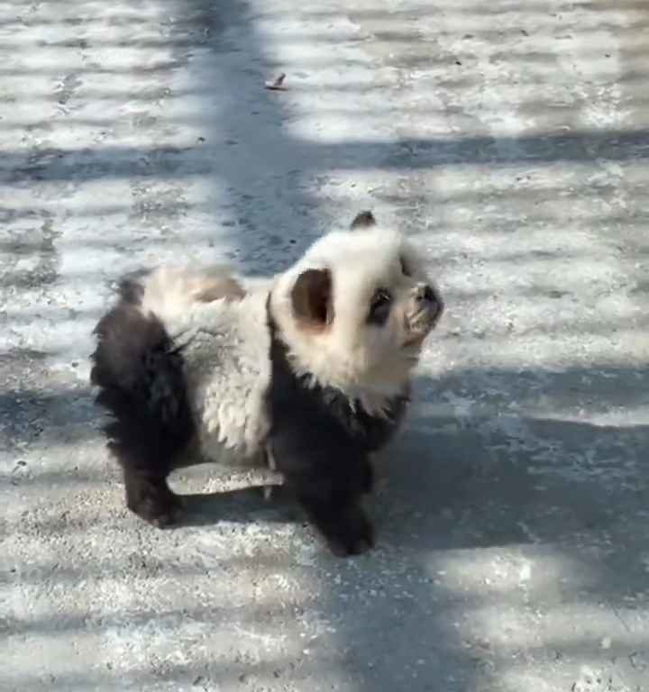 Als Pandas verkleidete Hunde in einem Zoo: Touristen empört