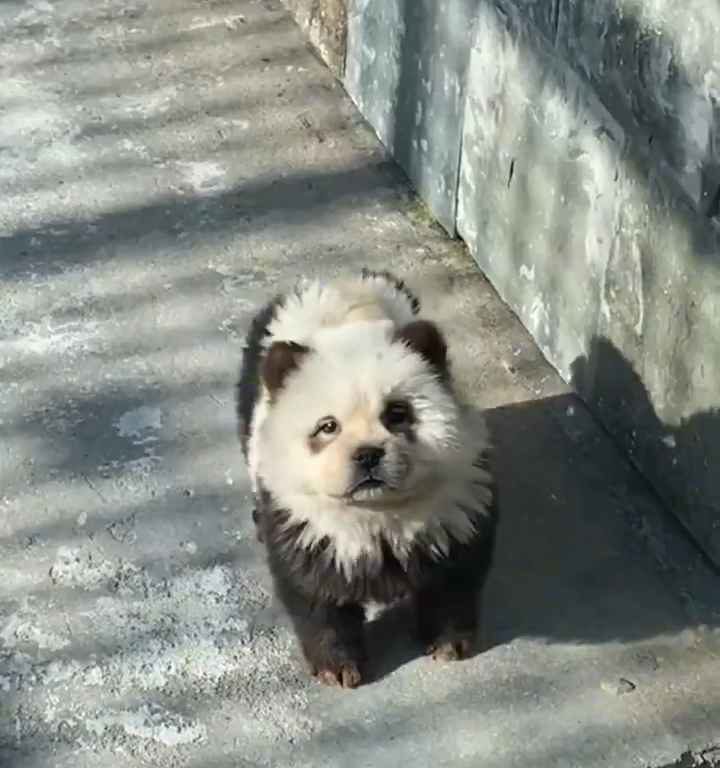 Chiens déguisés en pandas dans un zoo : les touristes indignés