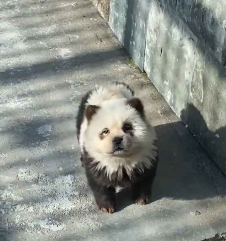 Cani travestiti da panda in uno zoo: turisti indignati