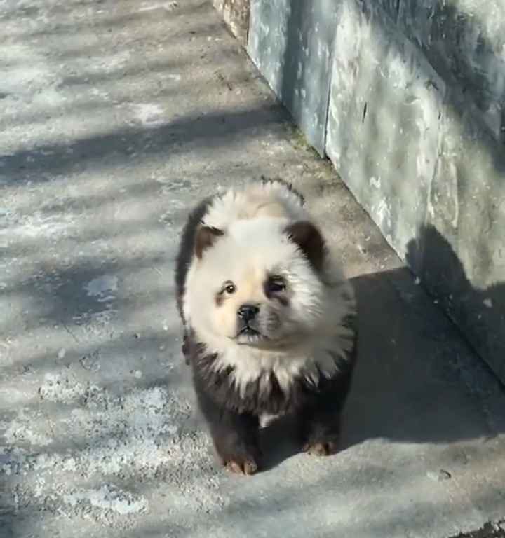 Cani travestiti da panda in uno zoo: turisti indignati