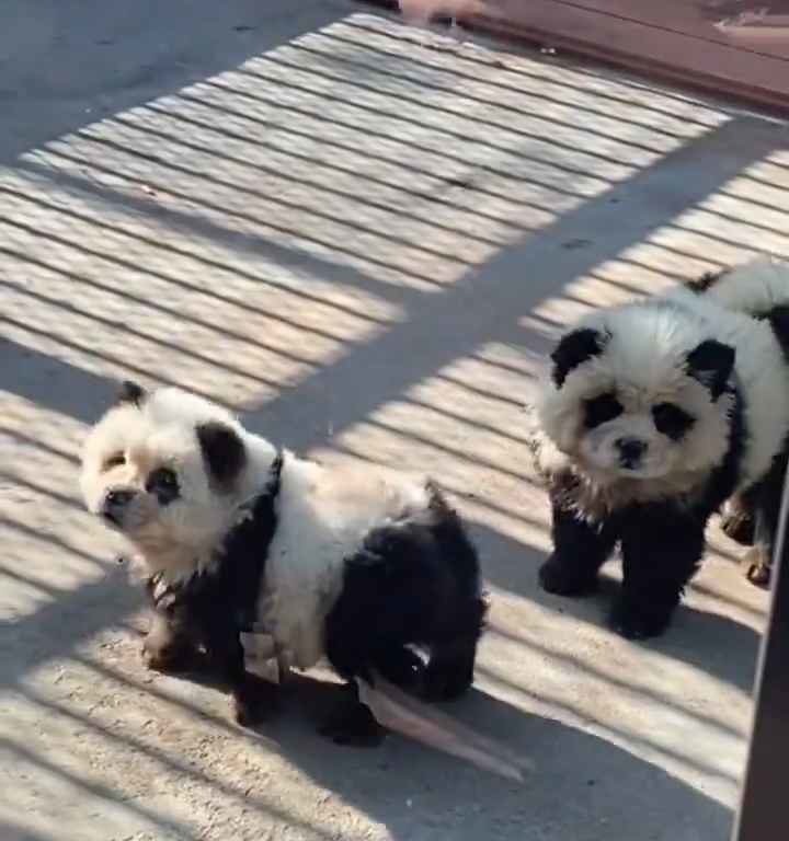 Cani travestiti da panda in uno zoo: turisti indignati