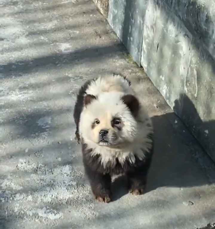 Cani travestiti da panda in uno zoo: turisti indignati