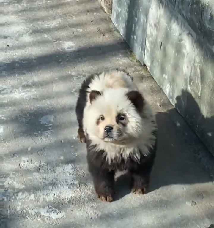 Cani travestiti da panda in uno zoo: turisti indignati