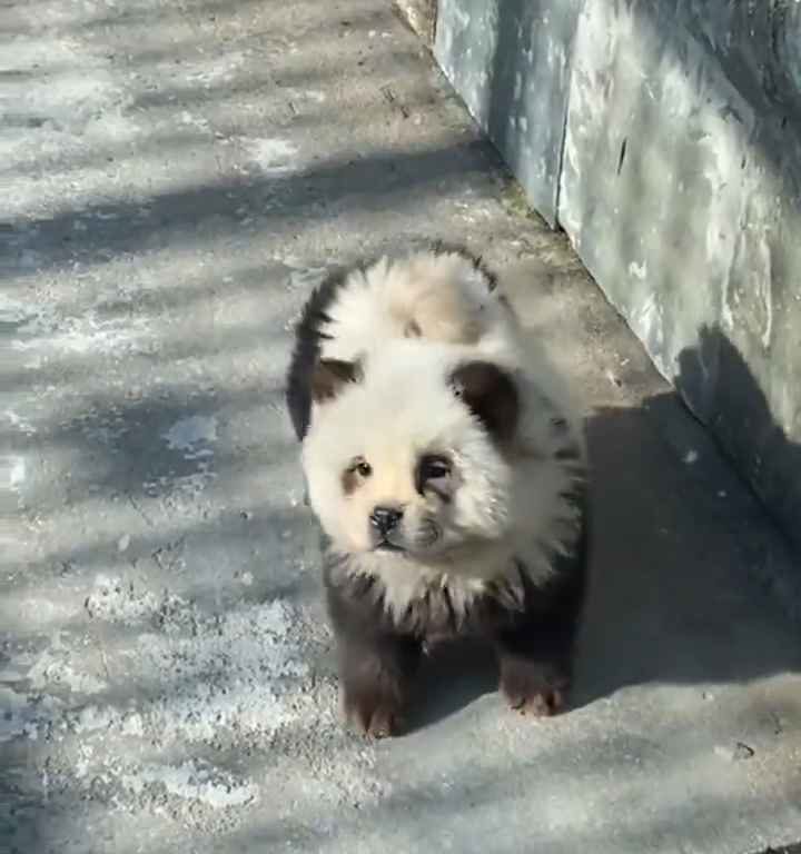 Cani travestiti da panda in uno zoo: turisti indignati