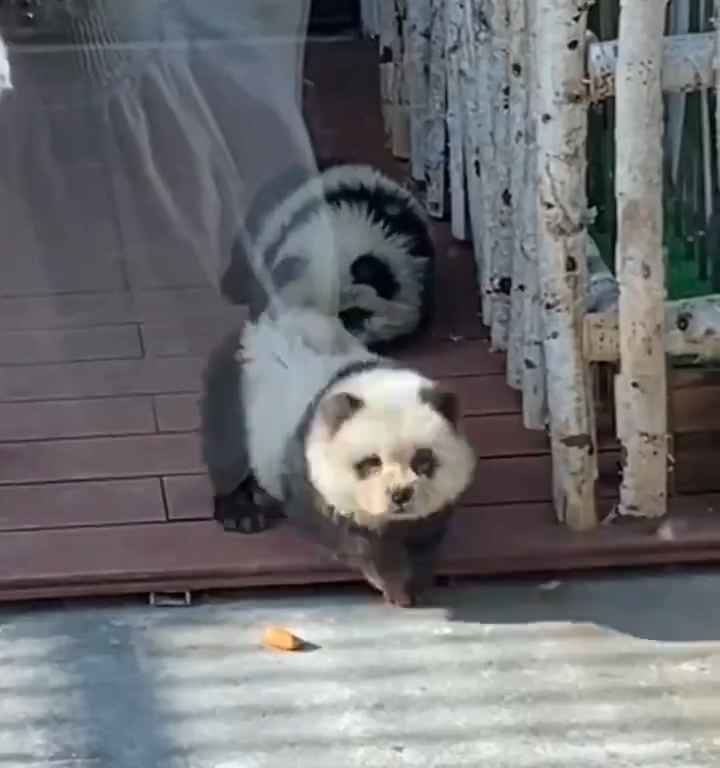 Cani travestiti da panda in uno zoo: turisti indignati