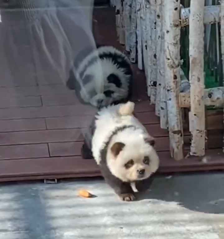 Cani travestiti da panda in uno zoo: turisti indignati