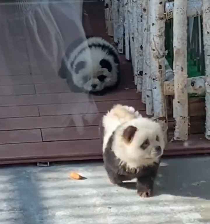 Cani travestiti da panda in uno zoo: turisti indignati