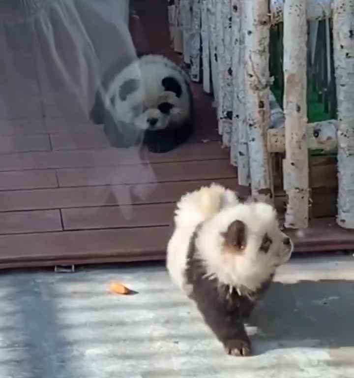 Als Pandas verkleidete Hunde in einem Zoo: Touristen empört