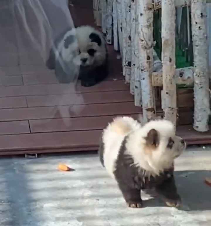 Cani travestiti da panda in uno zoo: turisti indignati