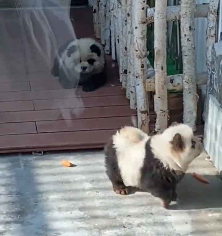 Cani travestiti da panda in uno zoo: turisti indignati