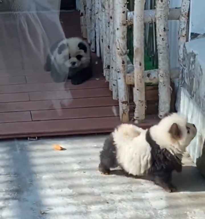 Cani travestiti da panda in uno zoo: turisti indignati