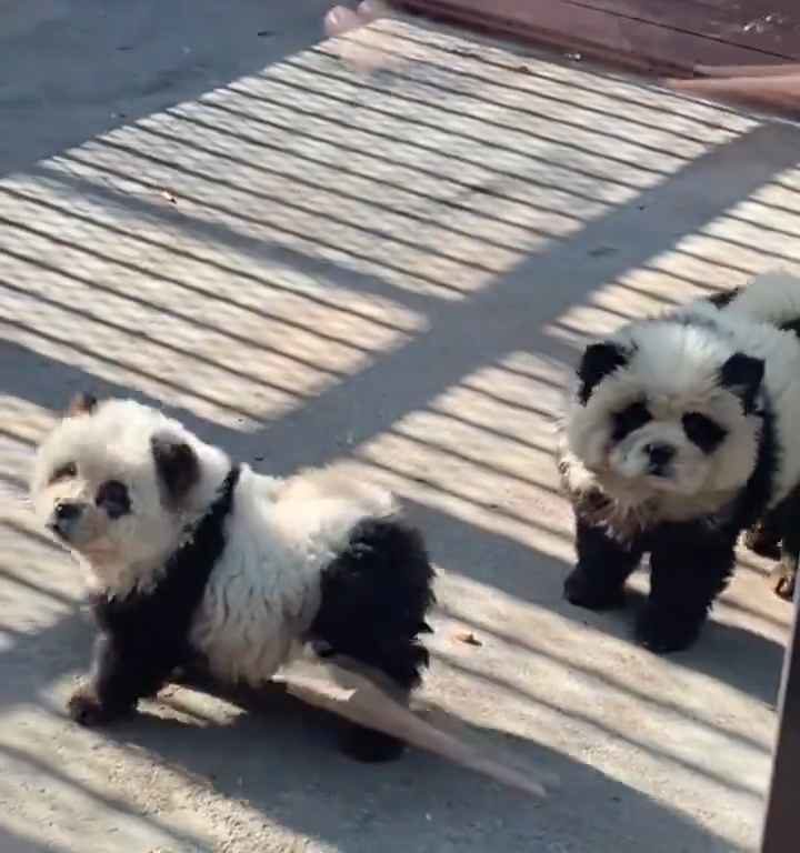 Cani travestiti da panda in uno zoo: turisti indignati