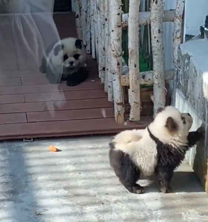 Cani travestiti da panda in uno zoo: turisti indignati