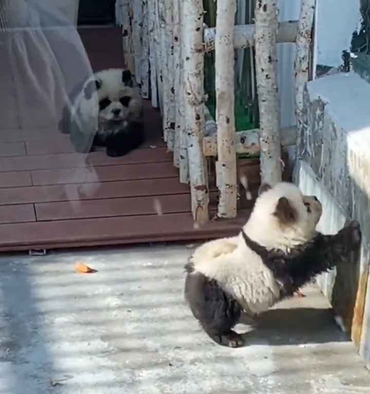 Cani travestiti da panda in uno zoo: turisti indignati