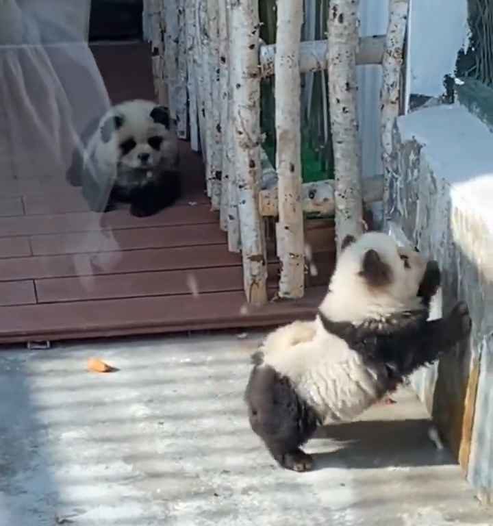 Cani travestiti da panda in uno zoo: turisti indignati