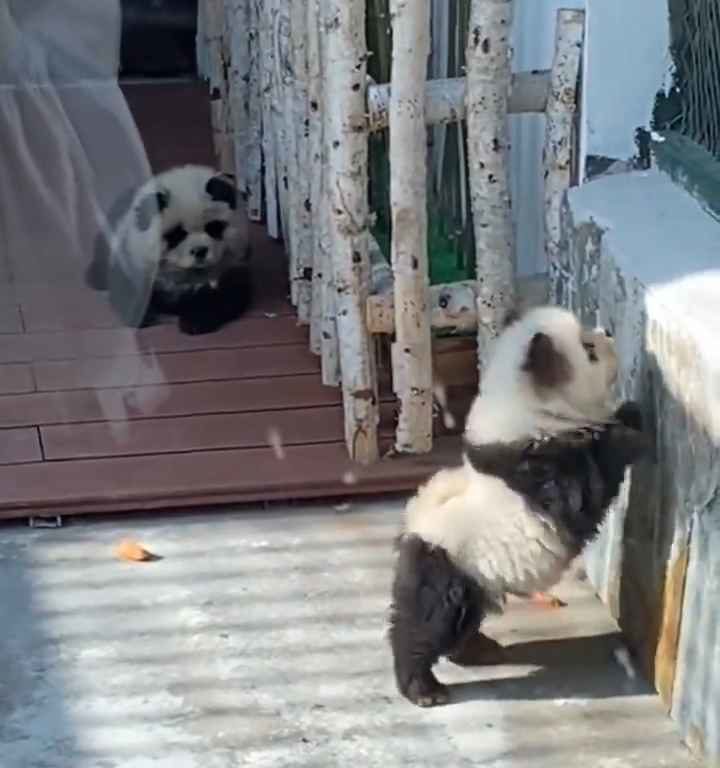 Cani travestiti da panda in uno zoo: turisti indignati