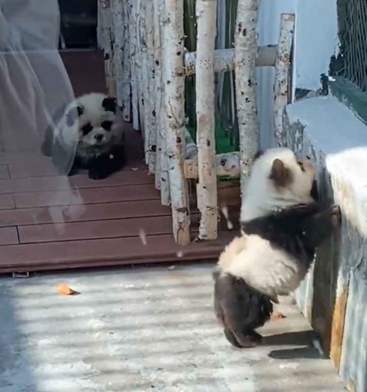 Cani travestiti da panda in uno zoo: turisti indignati