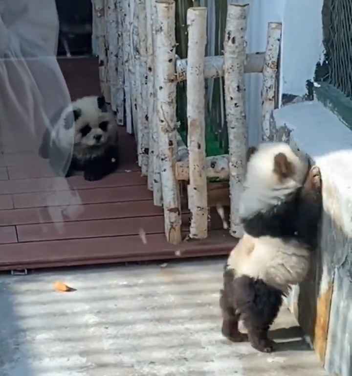 Cani travestiti da panda in uno zoo: turisti indignati