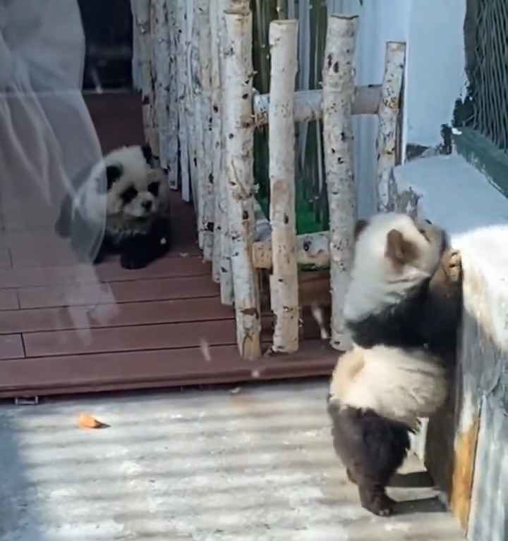 Cani travestiti da panda in uno zoo: turisti indignati