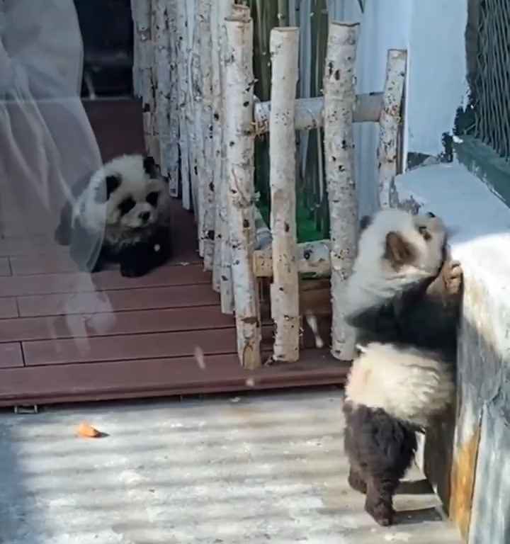 Cani travestiti da panda in uno zoo: turisti indignati