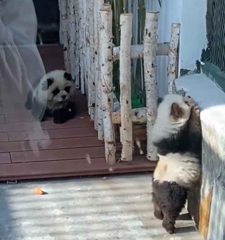 Cani travestiti da panda in uno zoo: turisti indignati