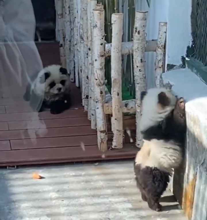 Cani travestiti da panda in uno zoo: turisti indignati