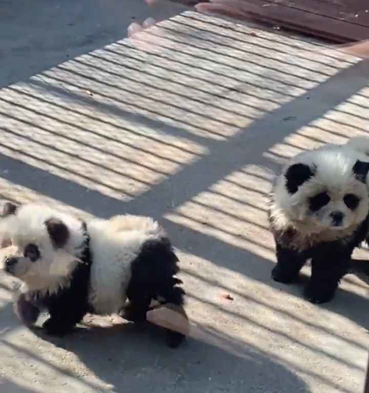 Cani travestiti da panda in uno zoo: turisti indignati