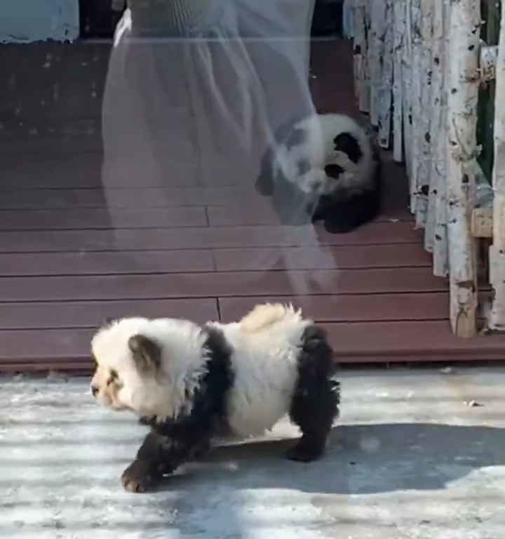 Chiens déguisés en pandas dans un zoo : les touristes indignés