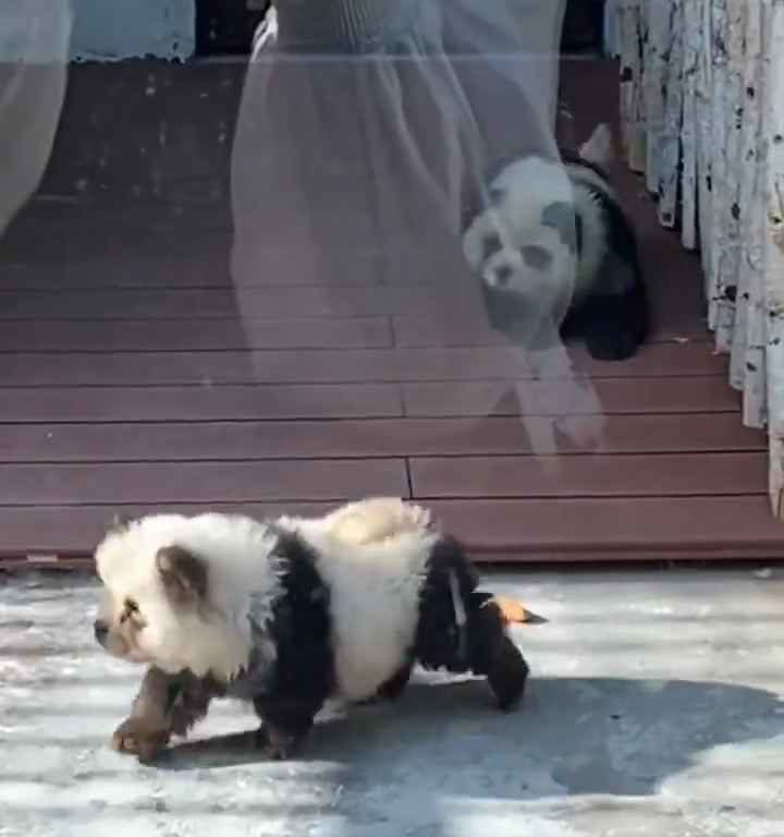 Cani travestiti da panda in uno zoo: turisti indignati