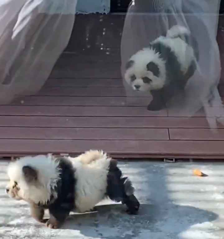 Cani travestiti da panda in uno zoo: turisti indignati