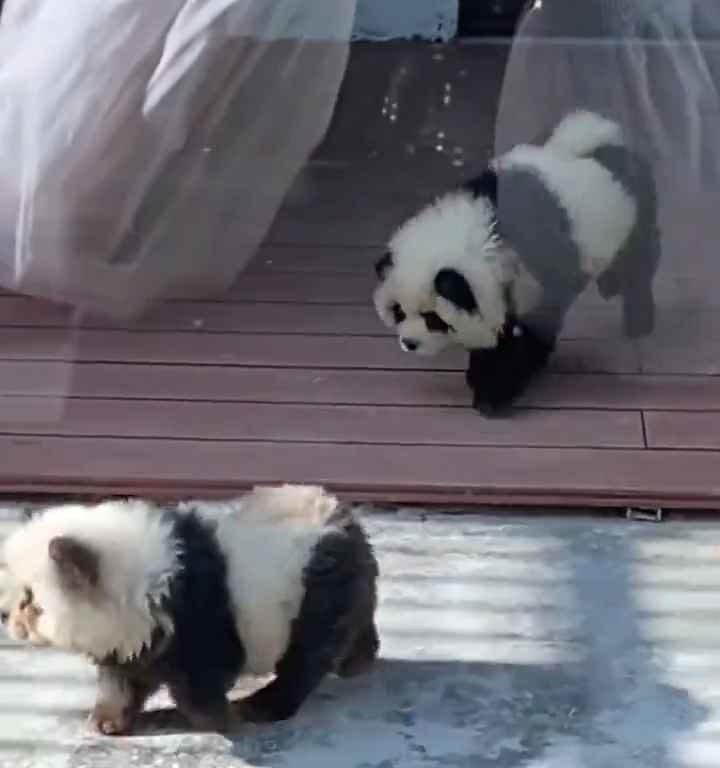 Cani travestiti da panda in uno zoo: turisti indignati