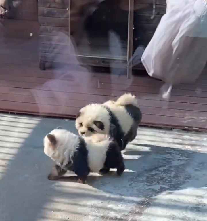 Cani travestiti da panda in uno zoo: turisti indignati