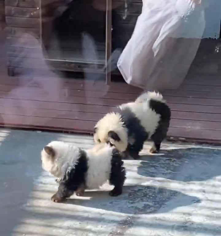 Als Pandas verkleidete Hunde in einem Zoo: Touristen empört