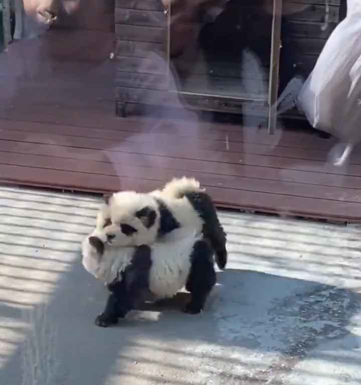 Als Pandas verkleidete Hunde in einem Zoo: Touristen empört