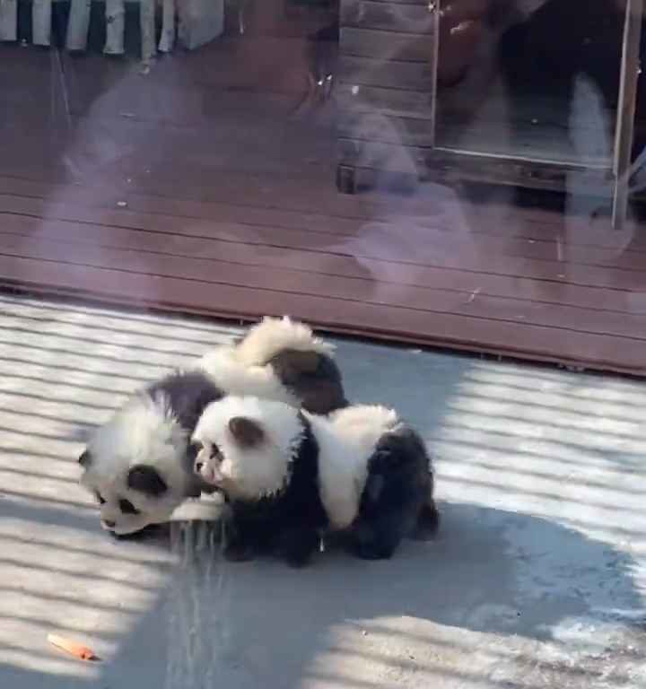 Cani travestiti da panda in uno zoo: turisti indignati