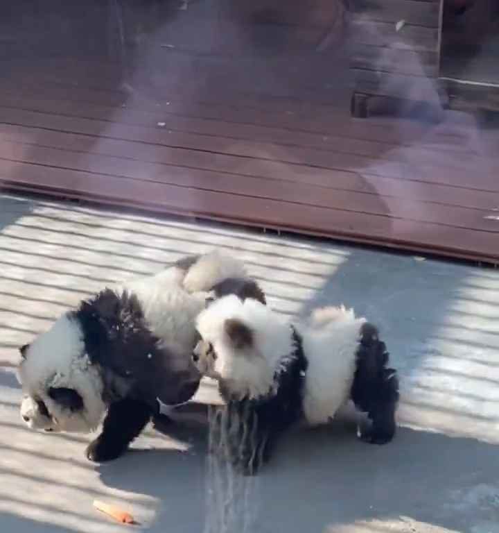 Cani travestiti da panda in uno zoo: turisti indignati