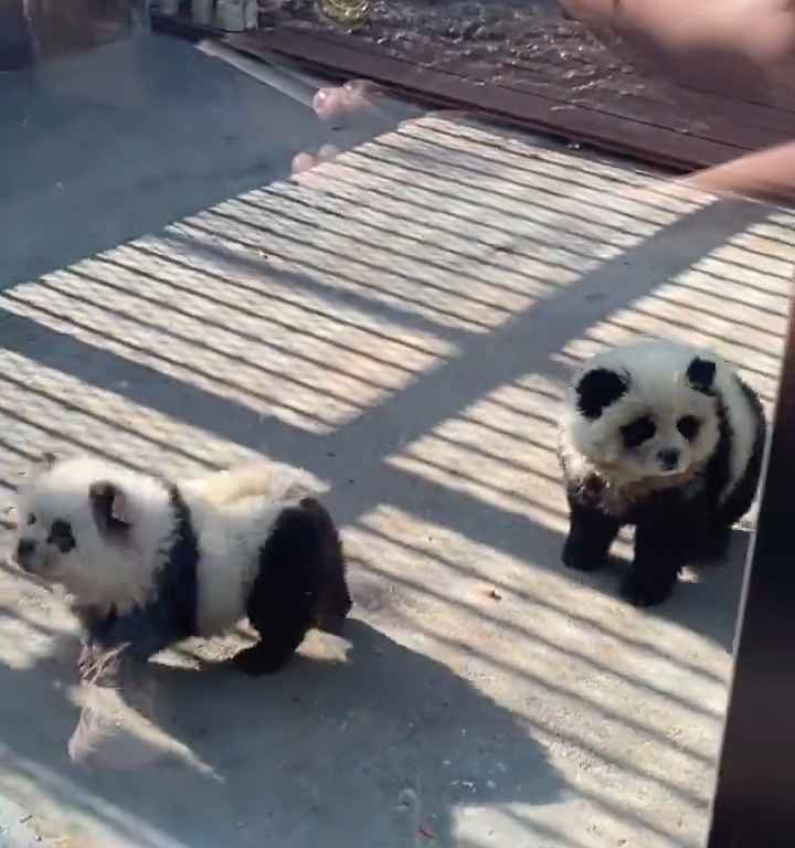 Chiens déguisés en pandas dans un zoo : les touristes indignés