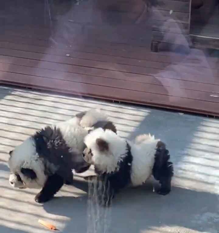 Als Pandas verkleidete Hunde in einem Zoo: Touristen empört