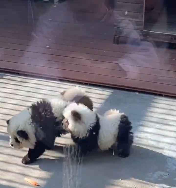 Chiens déguisés en pandas dans un zoo : les touristes indignés