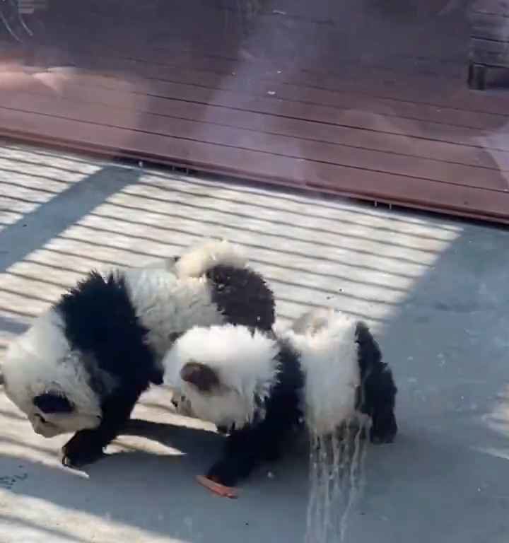 Chiens déguisés en pandas dans un zoo : les touristes indignés