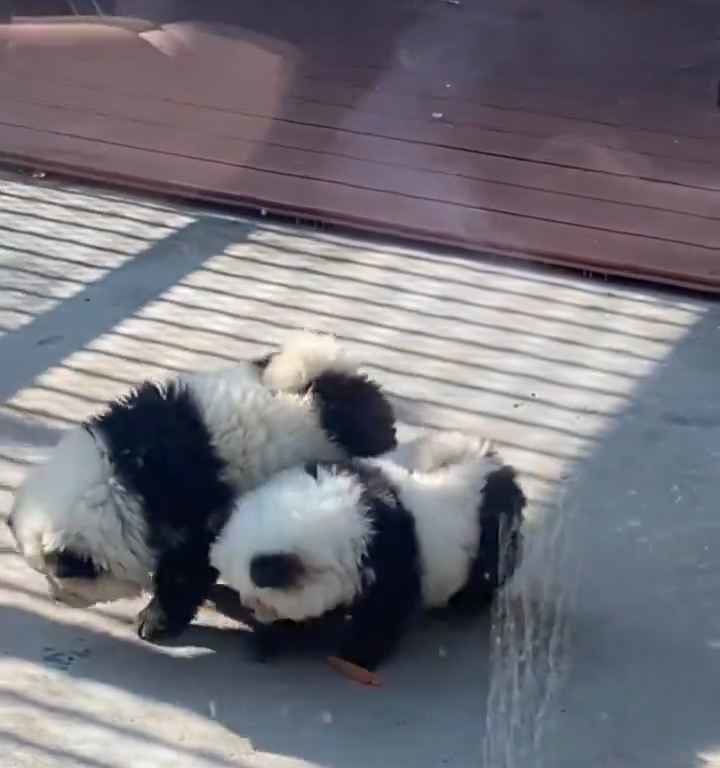 Cani travestiti da panda in uno zoo: turisti indignati